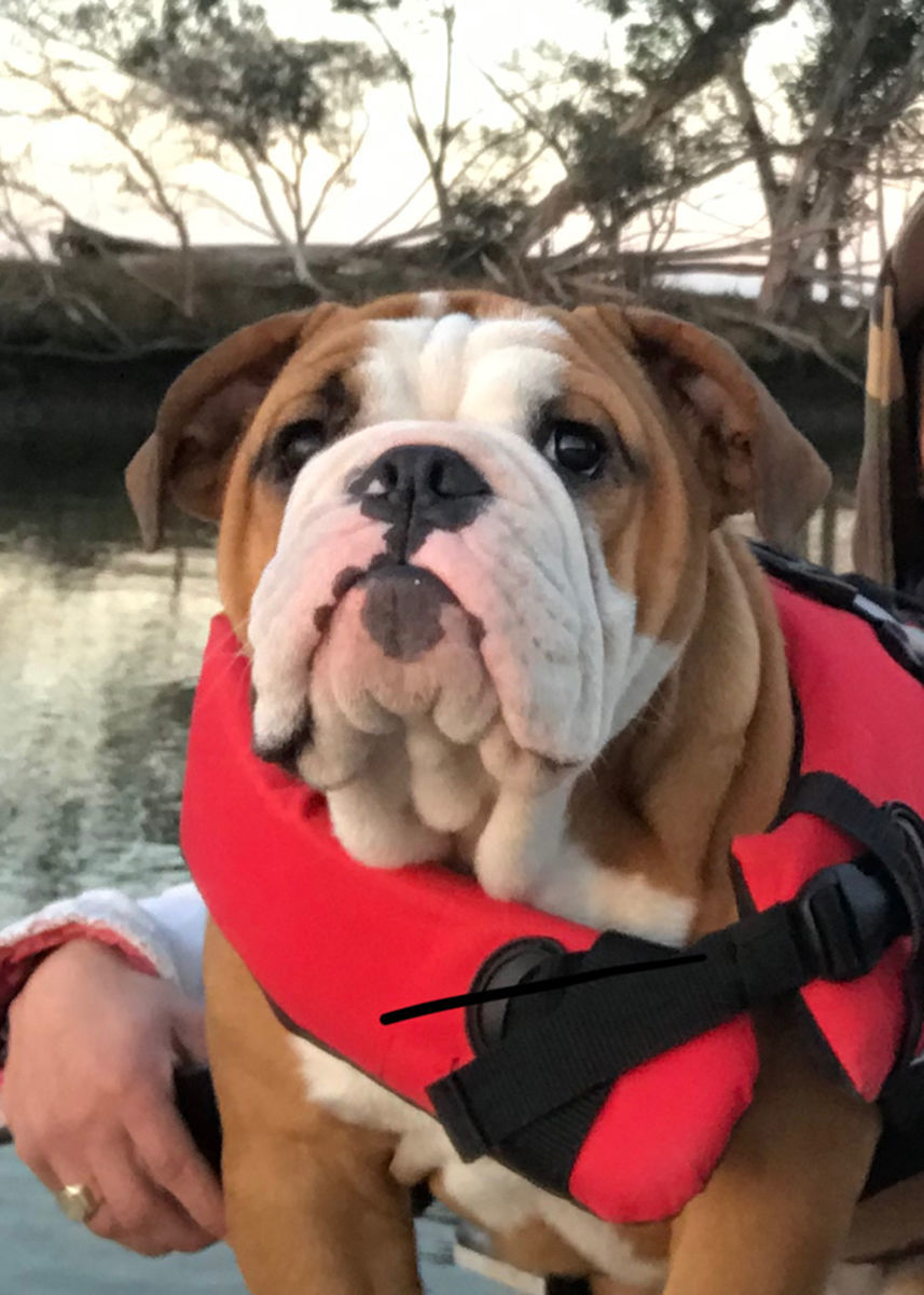 Pic of the Litter: Dozer